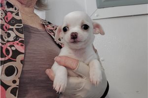 Pavlov - Chihuahua for sale