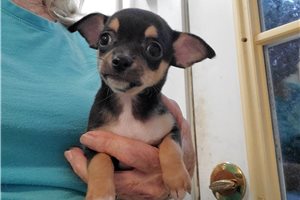 Lupa - puppy for sale