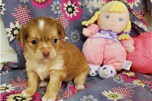 Bonita - Chihuahua for sale