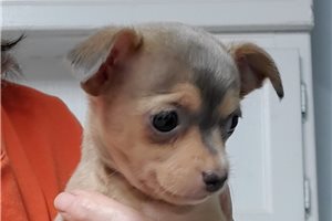Kara - Chihuahua for sale
