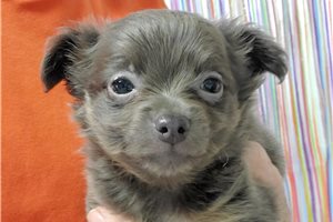 Kristoff - Chihuahua for sale