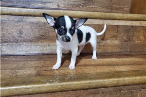 Lincoln - Chihuahua for sale