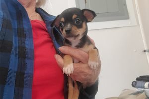 Darby - Chihuahua for sale