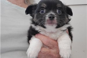 Jonah - Pomchi for sale