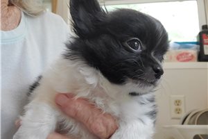 Jones - Pomchi for sale