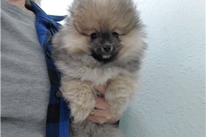 Carlton - Pomeranian for sale