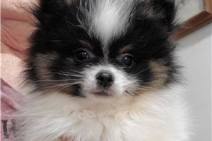 Biggie - Pomeranian for sale