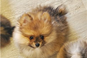 Cooper - Pomeranian for sale