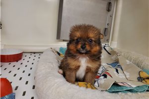 Cece - puppy for sale