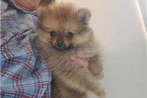 Eldyn - Pomeranian for sale