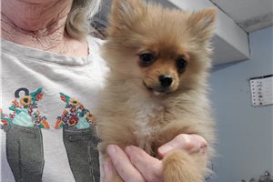 Ellie - Pomeranian for sale