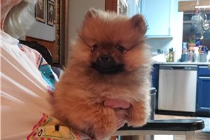Francine - Pomeranian for sale