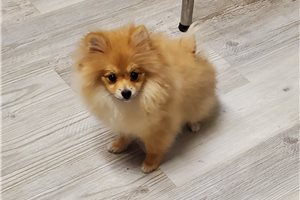 Darla - Pomeranian for sale