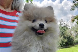 Darla - Pomeranian for sale