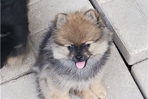 Cecil - Pomeranian for sale