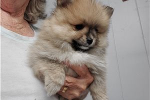 Daphne - Pomeranian for sale