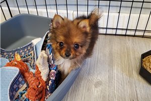 Cece - Pomeranian for sale