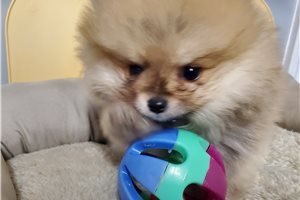 Calum - puppy for sale