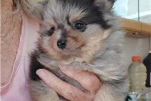 Angus - Pomeranian for sale