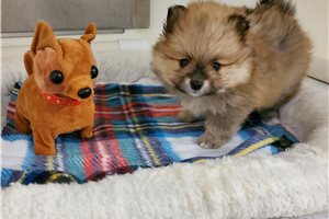 Daphne - Pomeranian for sale