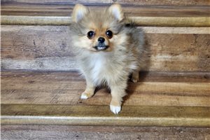Ellie - Pomeranian for sale