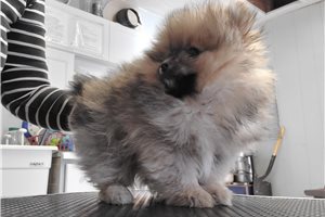 Carlton - Pomeranian for sale