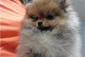 Chester - Pomeranian for sale