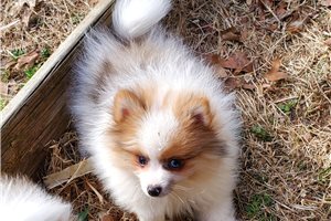 McCoy - Pomeranian for sale