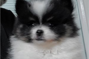 Biggie - Pomeranian for sale