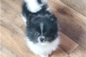 Camila - Pomeranian for sale