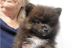 Chipper - Pomeranian for sale