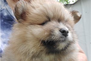 Darla - Pomeranian for sale