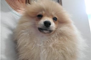 Darla - Pomeranian for sale