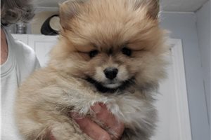 Darla - Pomeranian for sale