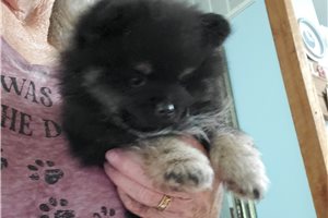 Cassius - Pomeranian for sale