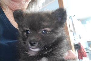Celeste - Pomeranian for sale