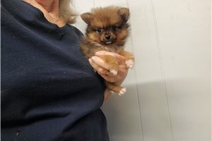 Cece - Pomeranian for sale