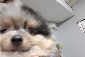 Bubby - Pomeranian for sale