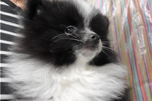 Marlena - puppy for sale