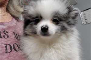 Silvie - Pomeranian for sale