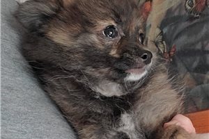 Celeste - Pomeranian for sale