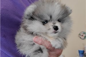 Aldo - Pomeranian for sale
