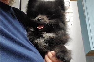 Mason - Pomeranian for sale