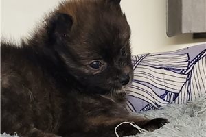 Celeste - Pomeranian for sale