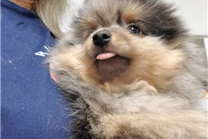 Bubby - Pomeranian for sale