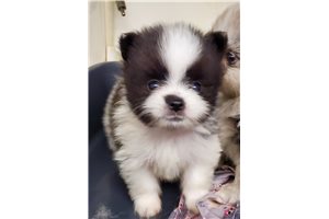 Percy - Pomeranian for sale