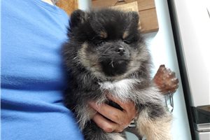 Cassius - Pomeranian for sale