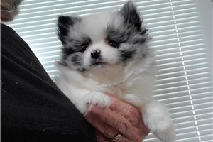 Silvie - Pomeranian for sale