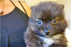 Chipper - puppy for sale