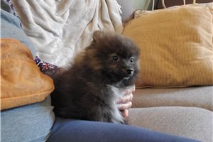 Chipper - Pomeranian for sale